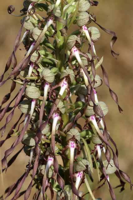 Lizard Orchid Himantoglossum hircinum