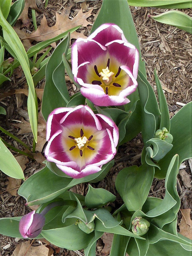 Lombard, IL, Lilacia Park, Tulips