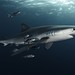 Shark Diving by Jan Reyniers