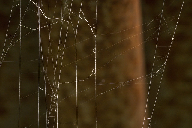 Messy spider web