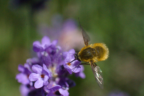 abeille bee lavande macro macrodreams