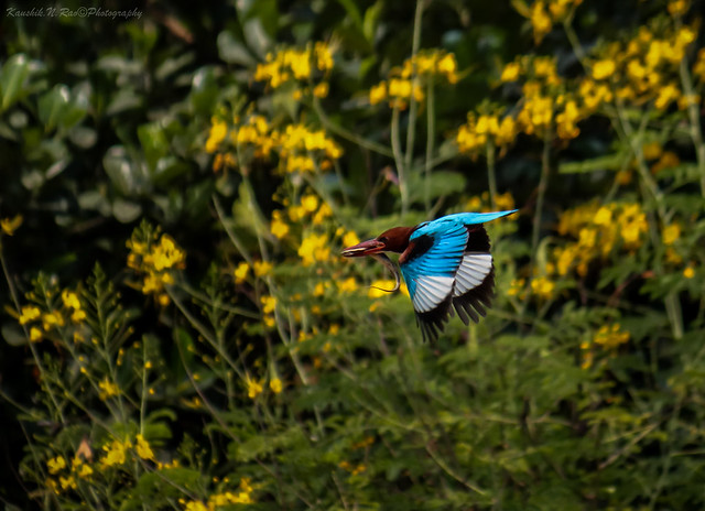 White throated Kingfisher with a skink hunt !