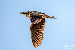 Bittern