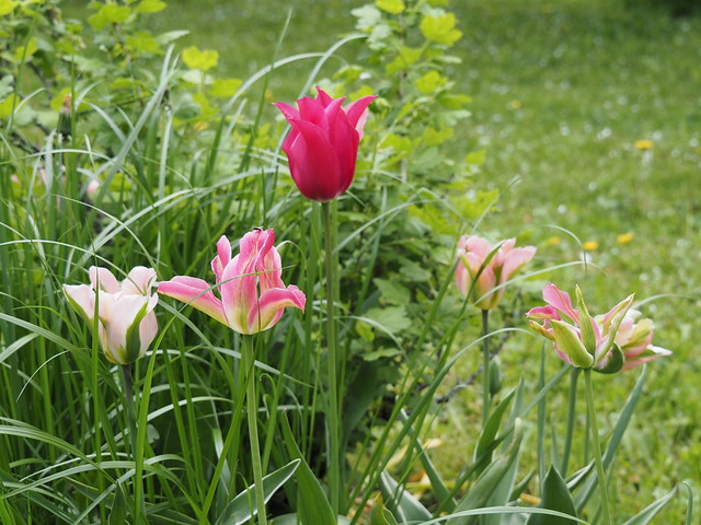 Tulipa Viridiflora Group