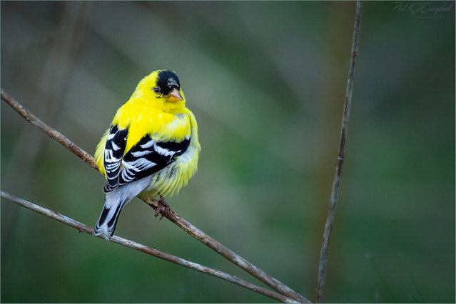 Goldfinch Glance