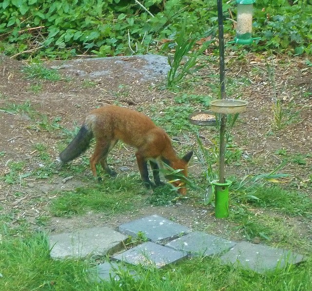 fox eating birdfood in the garden