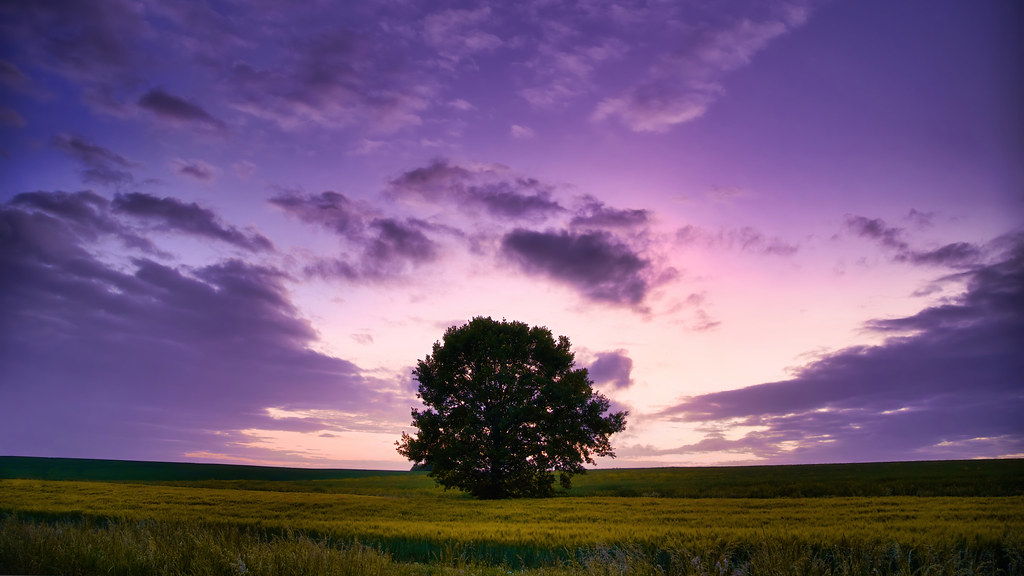 Sunset behind a lonely tree | Cedness | Flickr