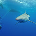 Shark Diving by Justin Hart