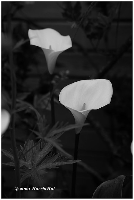 White And Black - Calla Lily XT8927e