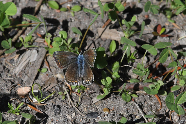 Almindelig blåfugl (Common Blue / Polyommatus icarus)