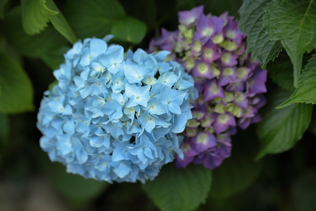 The flower language for hydrangea varies with color.