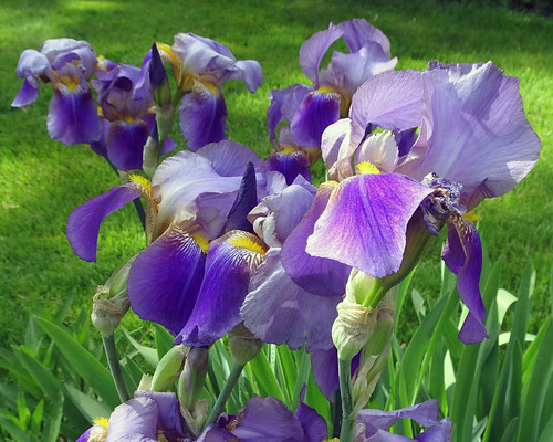 Iris | My garden's flowers are my consolation during this ti… | Flickr