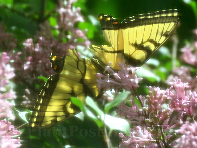 swallowtail 1