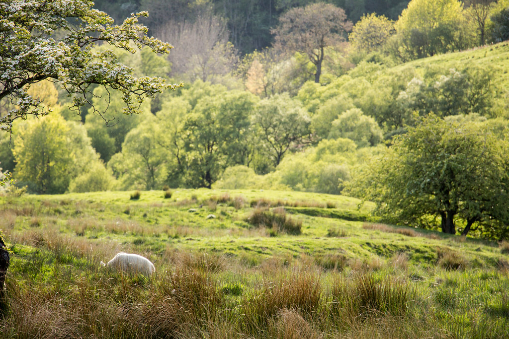 Sheep, Westmorland, England