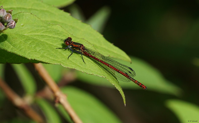 Large Red Damselfly (male)