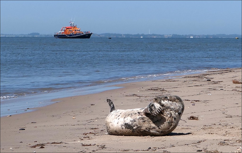 Seal and Lifeboat