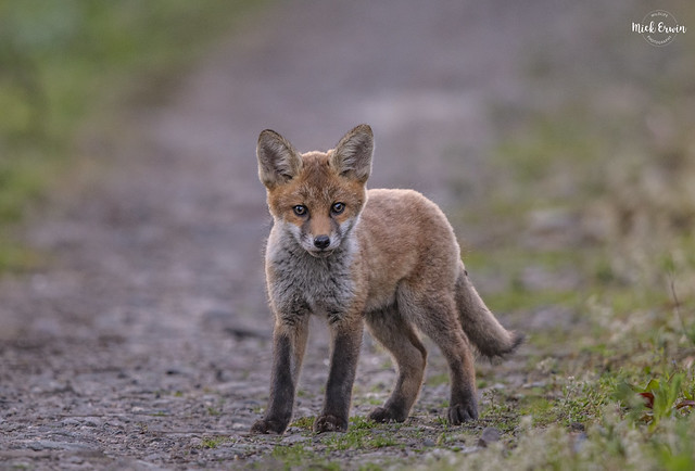 Fox Cub At Dusk (approx 8 weeks old)