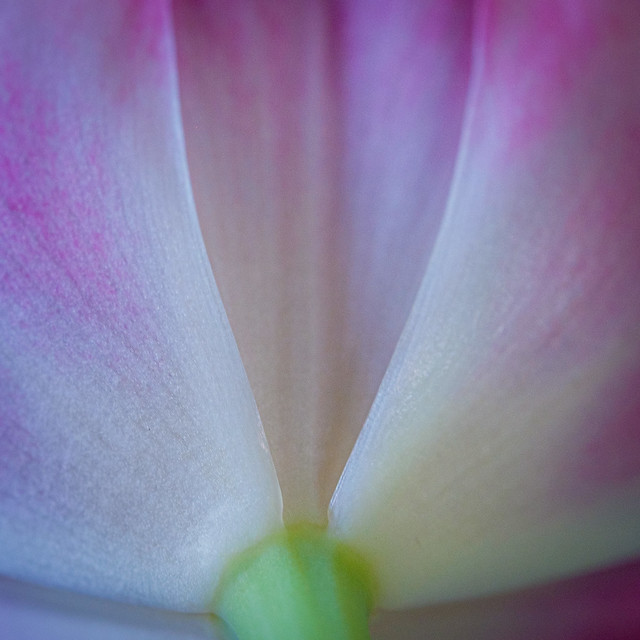 Tulip Fills the Frame