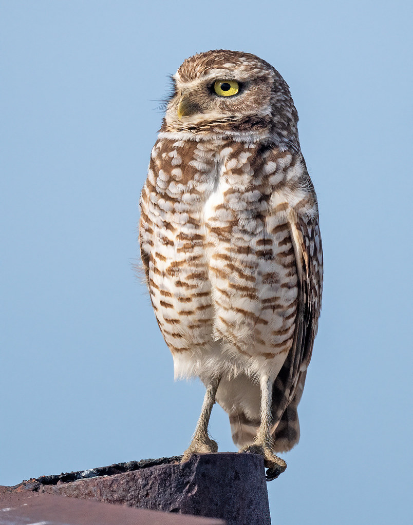 Burrowing Owl 206 Burrowing Owl Weld County, Colorado
