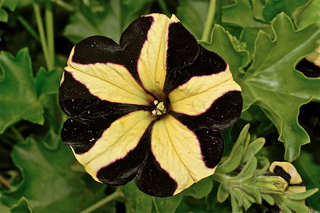 Petunia x hybrida mystical phantom | I appreciate all the vi… | Flickr