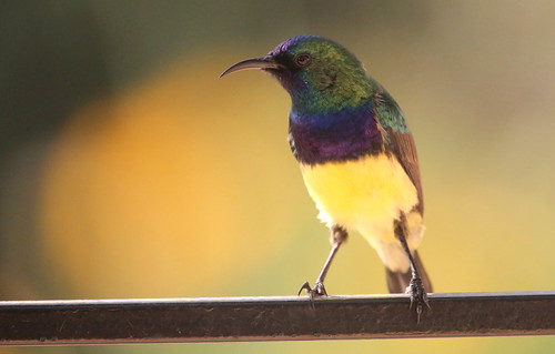 Variable Sunbird | by Guy Colborne