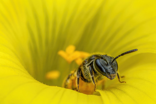 Sweat Bee in a Sourgrass Flower VI