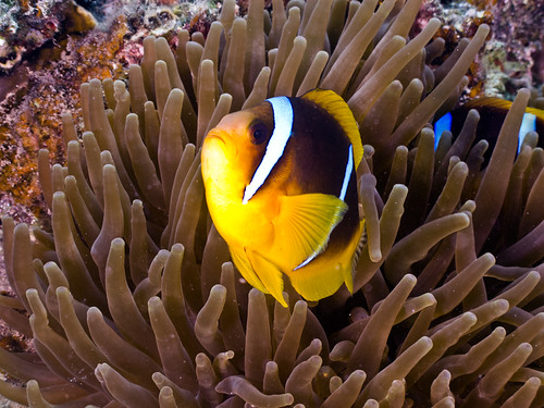 two-banded anemonefish - Amphiprion bicinctus | by Rafi Amar Wildlife Photography