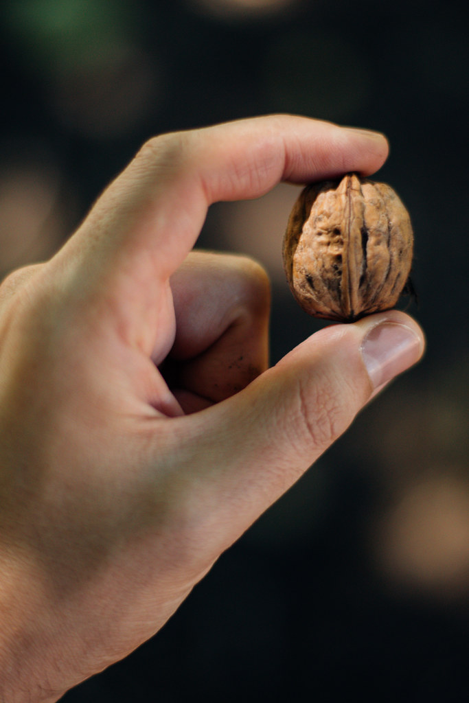 Close-up of a hand holding a walnut
