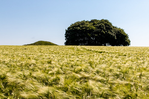 barley cereal crop field farming burial barrow chamber tree wiltshire avebury landscape aonb northwessexdowns worldheritagesite unesco