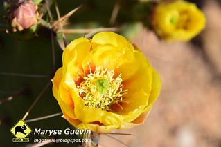 Fleurs de Cactus  Saguaro