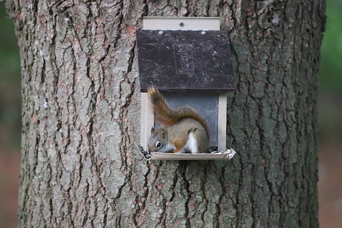 Backyard Red & Fox Squirrels (Ypsilanti, Michigan) - June … | Flickr