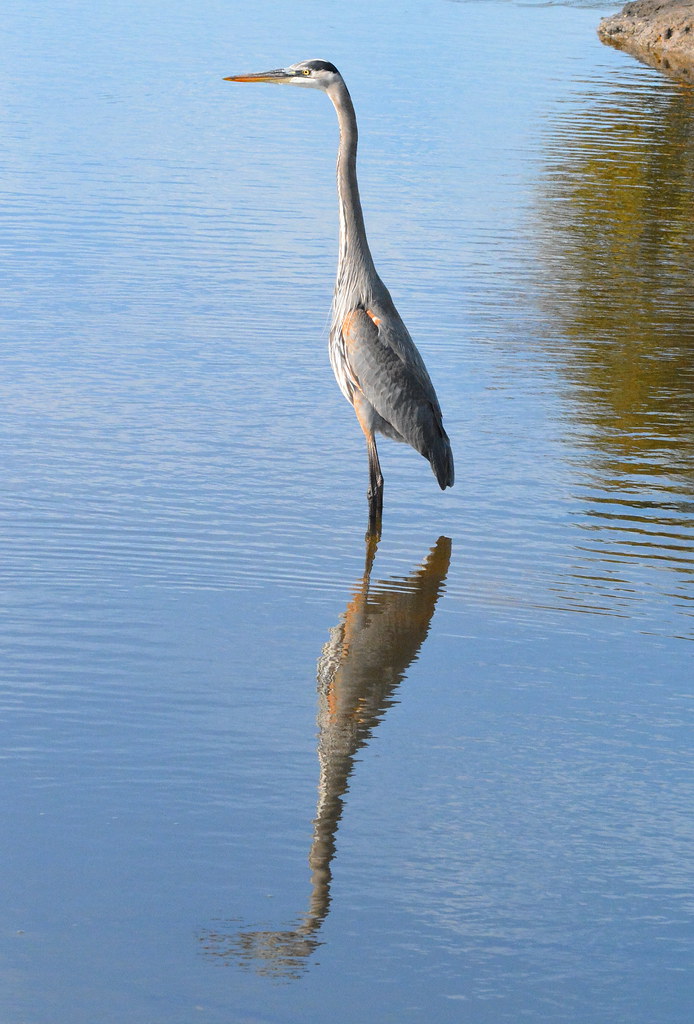 GREAT BLUE HERON REFLECTION