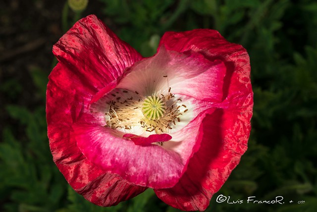 Red Poppy of Troy Flower (Papaver setigerum)