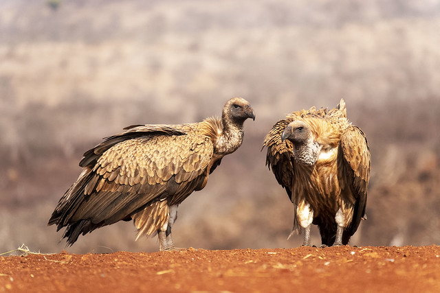 Vultures - Zimanga - South-Africa