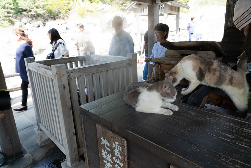 雲仙温泉の猫