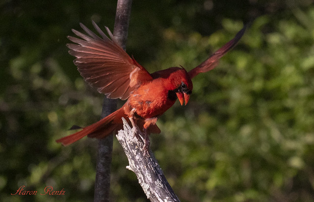 Male cardinal in flight