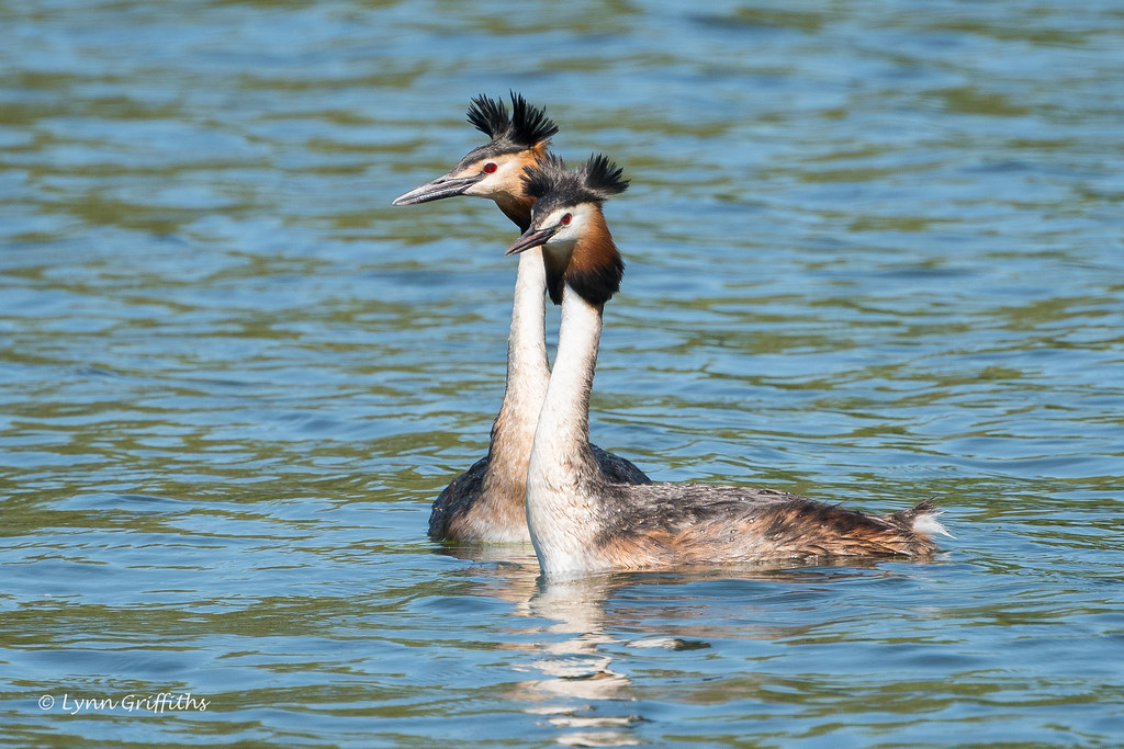 Great Crested Grebes 502_6840.jpg
