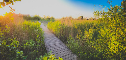 blue sunset sun holland green nature reeds hiking path ede iphone veenendaal neversaygoodbye iphoneography kingfisherimages groenegrens goldenhour