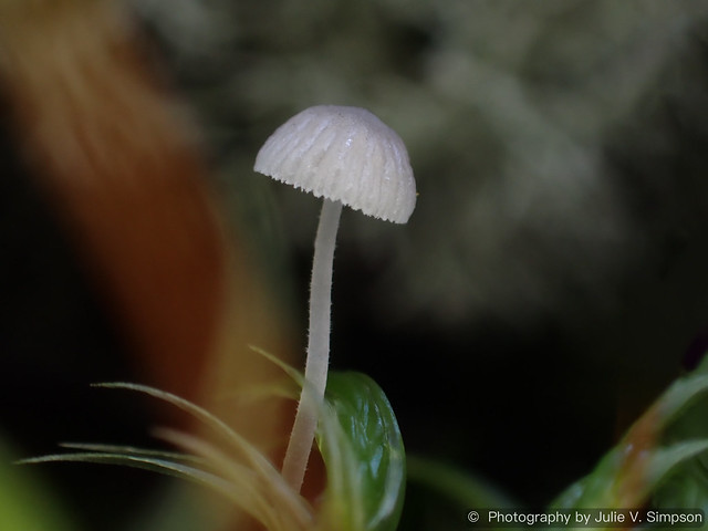Teeny white bonnet-2mm in moss