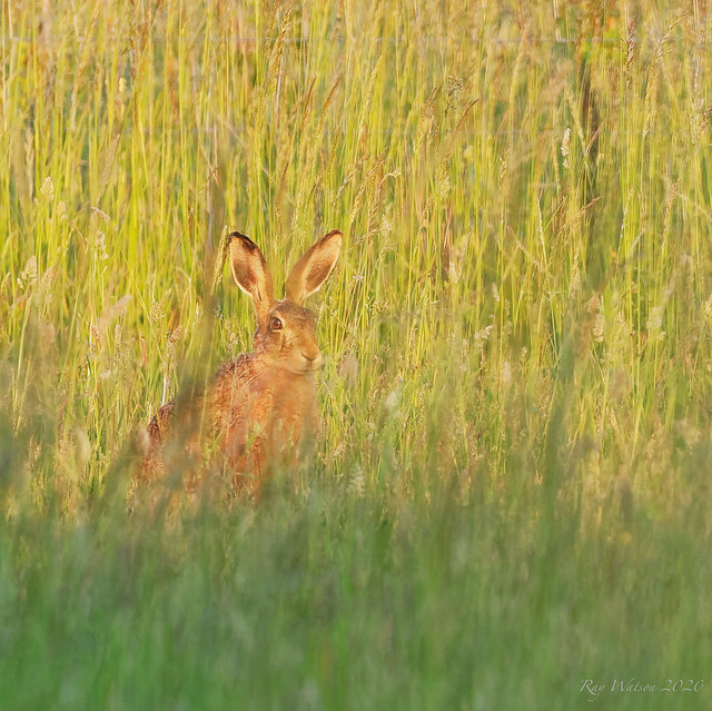 Hare in late evening sunlight