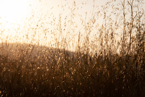 sunshine field sunset atardecer summer