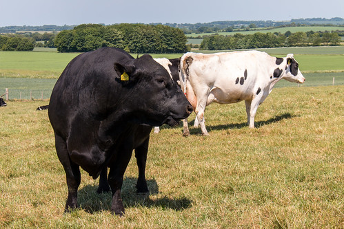 wiltshire avebury landscape bull cow cattle field areaofoutstandingnaturalbeauty northwessexdowns animal