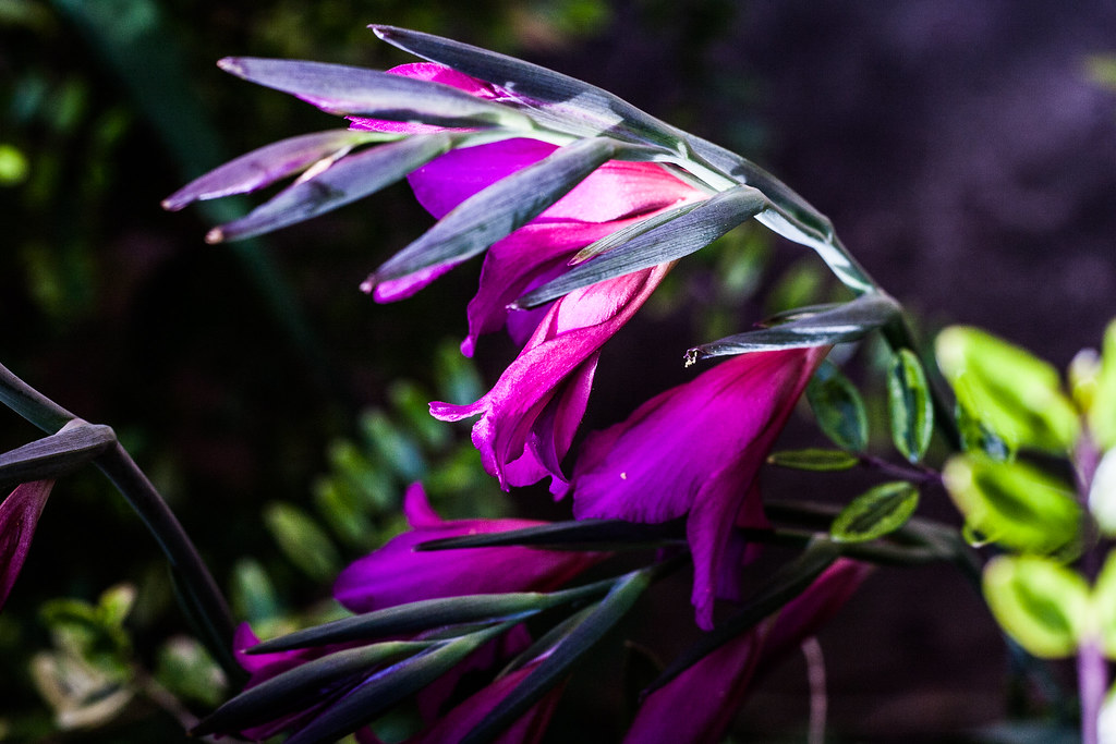 purple flower | photographed in the garden | Mal Jones ........ Guild ...