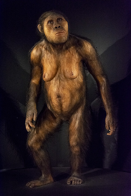 E4309-Australopithecus africanus