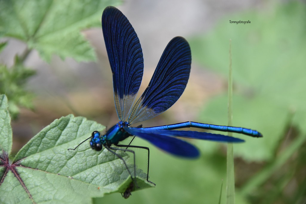 Die Blauflügel-Prachtlibelle (Calopteryx virgo), auch Gemeine Seejungfer genannt Blue winged dragonfly  Photo taken in the Krka Nationalpark