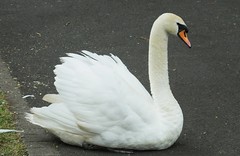 Swan Family 052