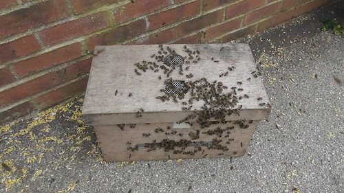 bee swarm in box June 20