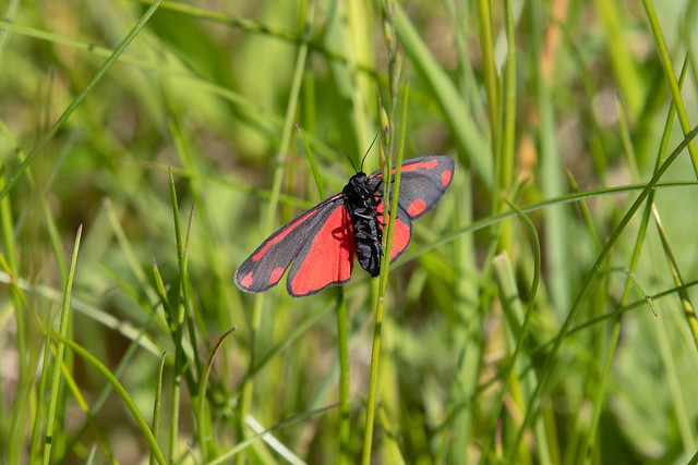 Blodplet (Cinnabar Moth / Tyria jacobaeae)