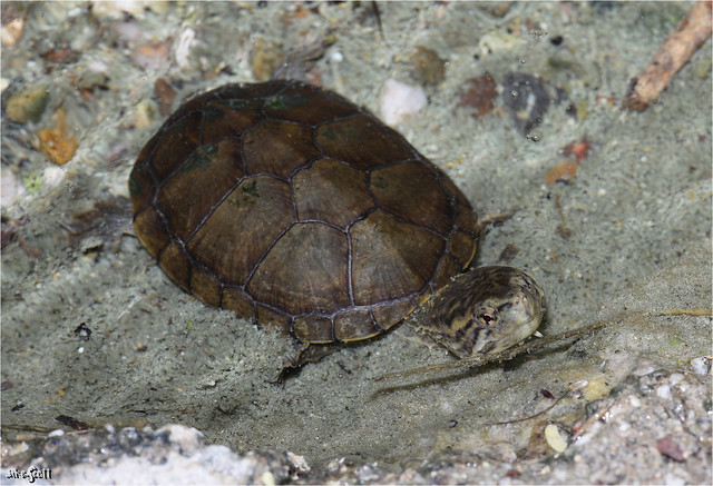 Sonoyta Mud Turtle (Kinosternon sonoriense longifemorale)