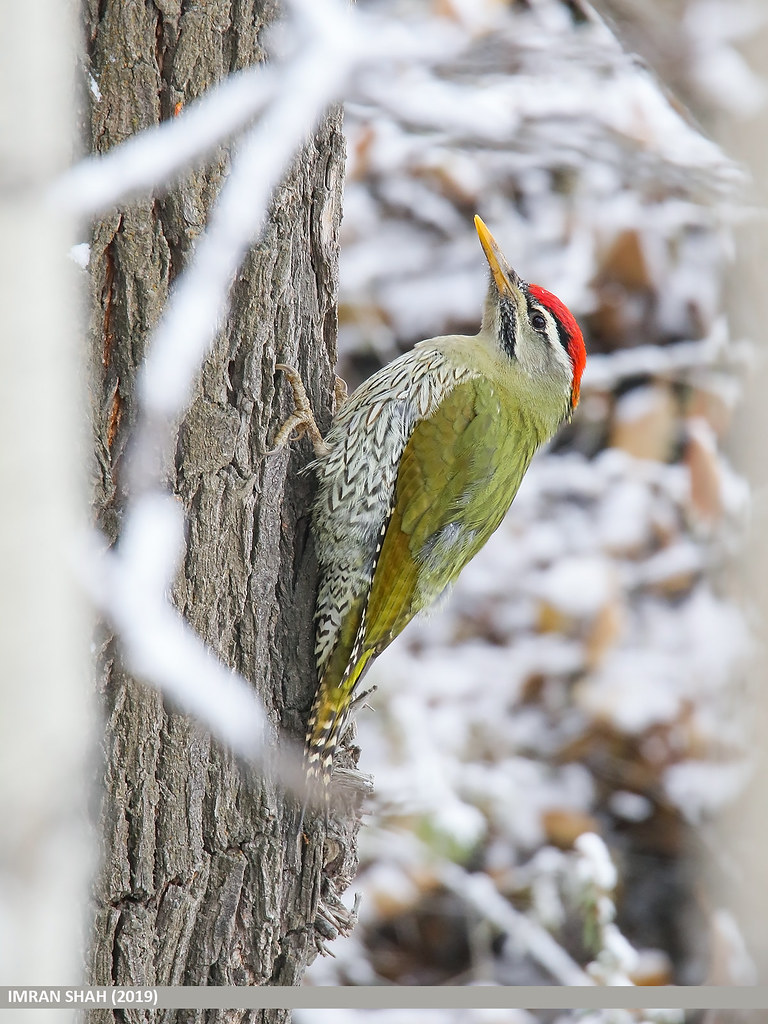 Scaly-bellied Woodpecker (Picus squamatus)